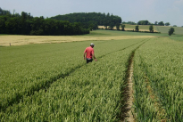 getreide-céréale-1.jpg